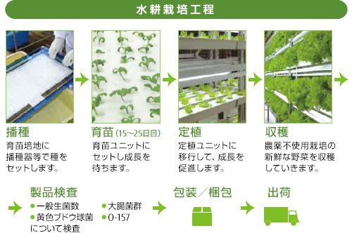 富士通のキレイヤサイの低カリウムレタスの水耕栽培工程