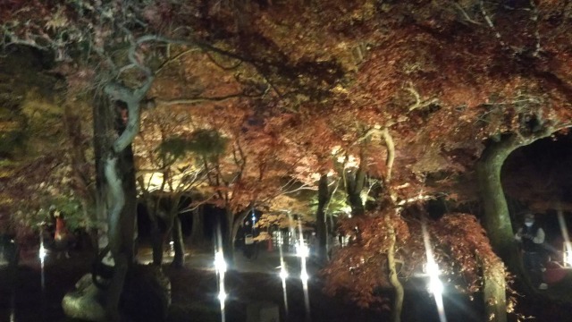 東福寺夜間拝観で見た中庭