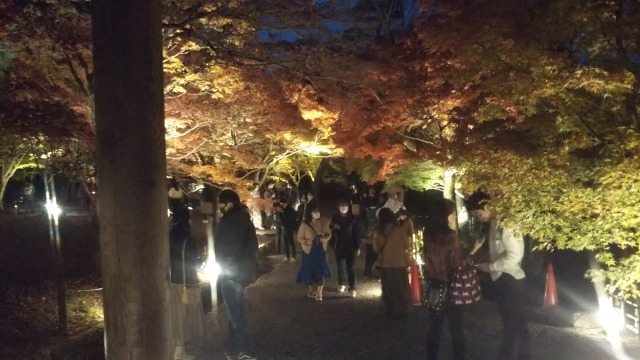 東福寺夜間拝観で見た中庭