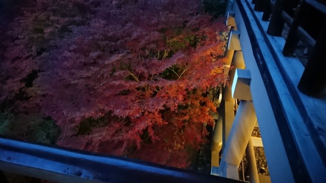 東福寺夜間拝観で見た通天橋