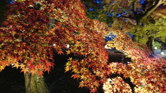 東福寺夜間拝観で見た中庭