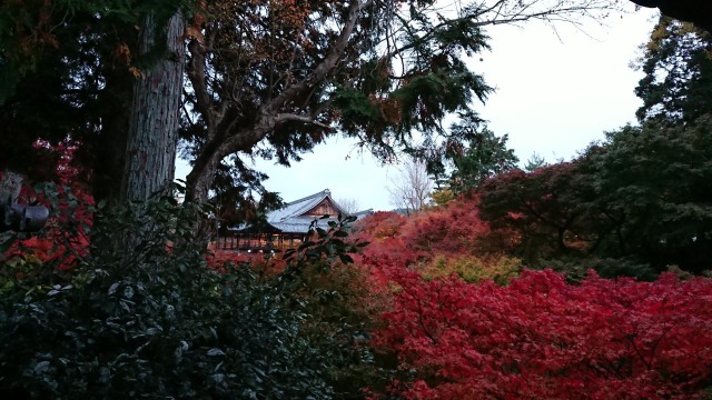 遠くから見た東福寺