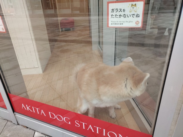 秋田犬ステーション外観の秋田犬
