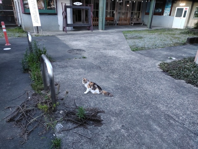 松阪大映劇場の前にいた猫